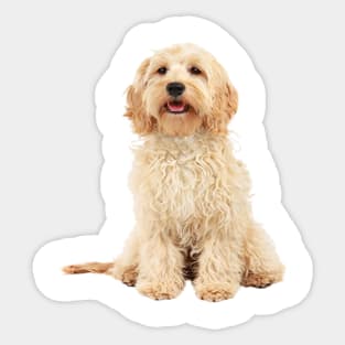 Cockapoo dog Sticker